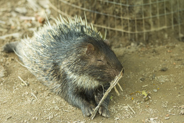 hedgehogs inside the zoo