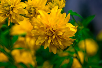 Spring background with beautiful yellow flowers on green background