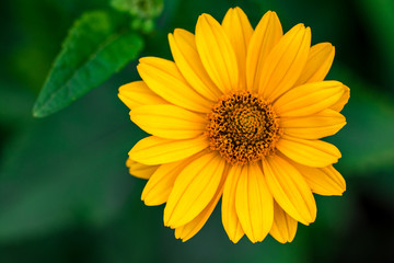 Spring background with beautiful yellow flowers on green background