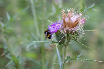Hummel an Distel