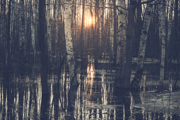 Floodwaters in the forest, melting snow. Sunset in the grove.