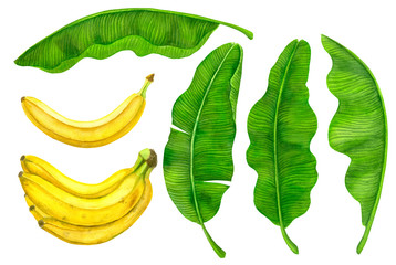 Collection of banana fruit and leaves painted with watercolors and isolated on white background.