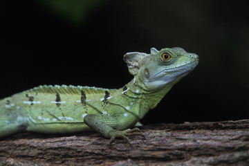 Fototapeta premium Helmbasilisk (Basiliscus basiliscus)