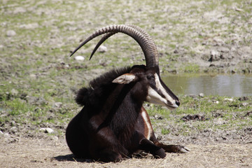 Rappenantilope (Hippotragus niger)