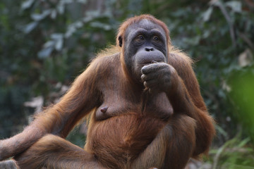 Orang-Utans (Pongo)  Primat
