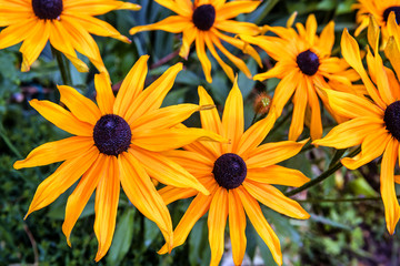 yellow flowers of Echinacea