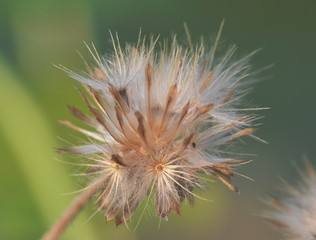 a dried dandelion