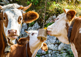 salt licking cows