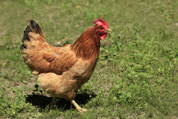 henyard summer countryside