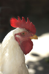 henyard summer countryside