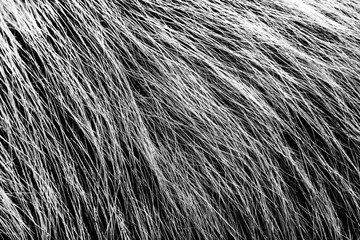 Pattern of hair lines or roots. Abstract monochrome wave texture nature eco background of wires.
