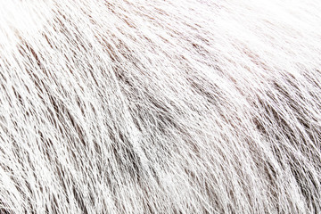 Pattern of hair lines or roots. Abstract monochrome wave texture nature eco background of wires.