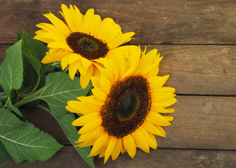 Sonnenblumen auf Holzhintergrund
