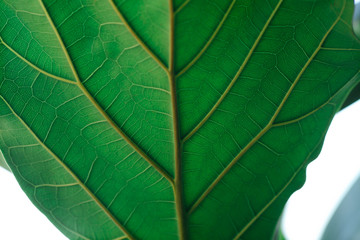 The leaf of the plant.