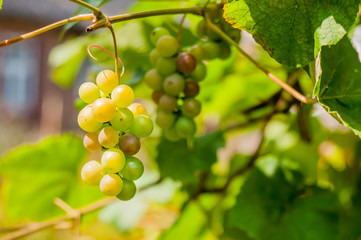 juicy ripe large bunch of grapes hanging on a branch, through it pass the sun's rays