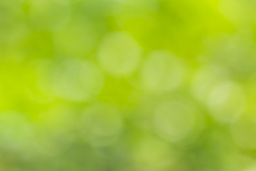 Obraz premium Natural green blurred background