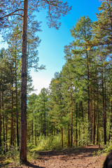 Pines in Siberian taiga. Autumn in forest.