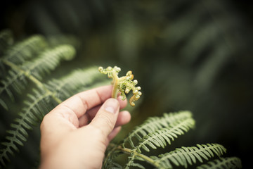 Mano agarra planta desenfocado