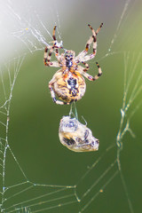 Spider caught a bee in your network