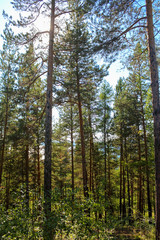 Pines in Siberian taiga. Autumn morning.
