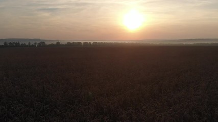 Dawn in the field. Fog over the field.