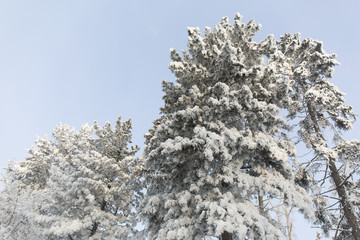 Snowcowered branches. Winter background. Frost trees.