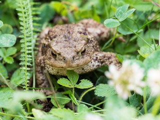 The common toad frog, European toad (bufo bufo) is an amphibian found throughout most of Europe