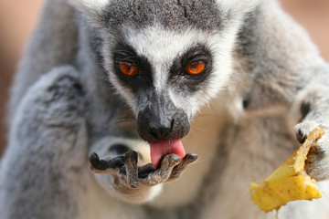 Ring Tailed Lemur cleaning it's hands