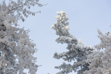 Snowcowered branches. Winter background. Frost trees.