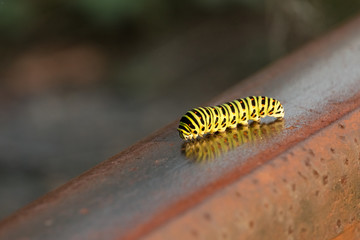 Old World swallowtail (Papilio machaon) caterpillar  crawls along rusty rail. Beautiful vivid green caterpillar with black and orange markings is reflected in metal surface.