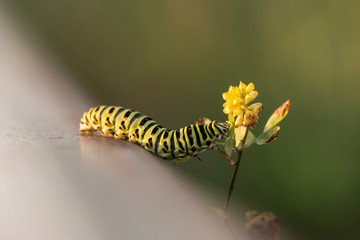Old World swallowtail (Papilio machaon) caterpillar crawls to yellow wild flower of field clover (Trifolium campestre). Beautiful vivid green caterpillar with black and orange markings