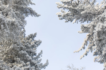 Snowcowered branches. Winter background. Frost trees.