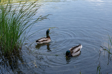 Plitvice National Park, Croatia