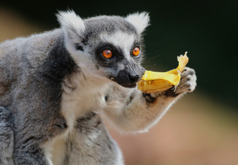 Ring Tailed Lemur eating a banana