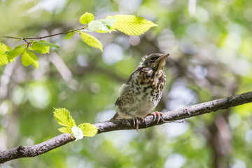 Grown fieldfare chick sitting on a branch with green blurred background. Young fieldfare (Turdus pilaris) fledgling in spring forest under fresh leaves.