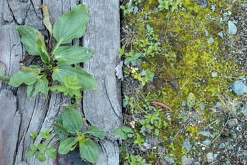 Hoary plantain (Plantago media) growing on old wooden sleepers with green moss nearby