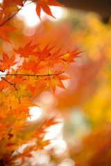 Autumn leaves016