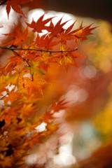 Autumn leaves015