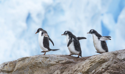 Gentoo Penguins Walking © wedelncindy