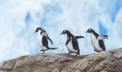 Fototapeten Pinguin Eselspinguine zu Fuß  © wedelncindy
