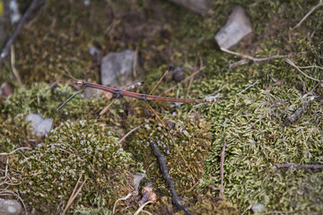 Phasmatodea or Walking Stick insect on mossy ground
