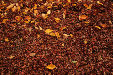 Autumn leaves013