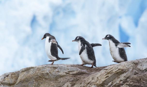 Gentoo Penguins Walking