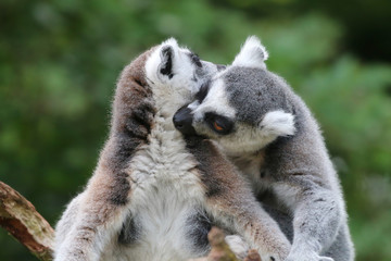 Ring Tailed Lemurs