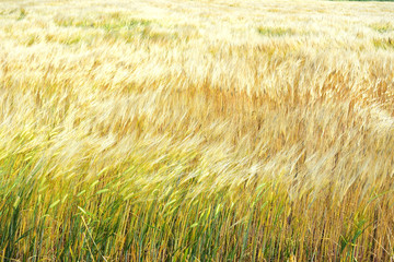 golden color wheat