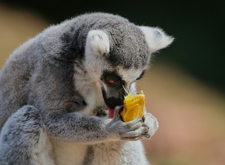 Ring Tailed Lemur eating a banana
