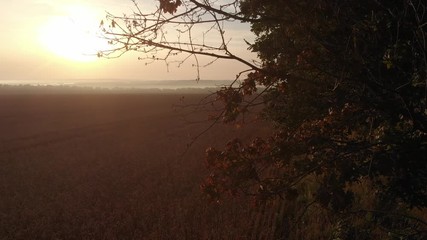 Dawn from behind the trees.