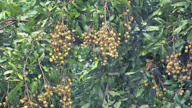 Rain falls in the garden the background is a longan tree