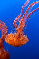 Black Sea Nettle