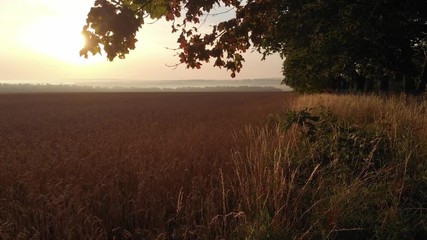 Dawn from behind the trees.